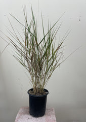 Leymus condensatus, Giant Rye