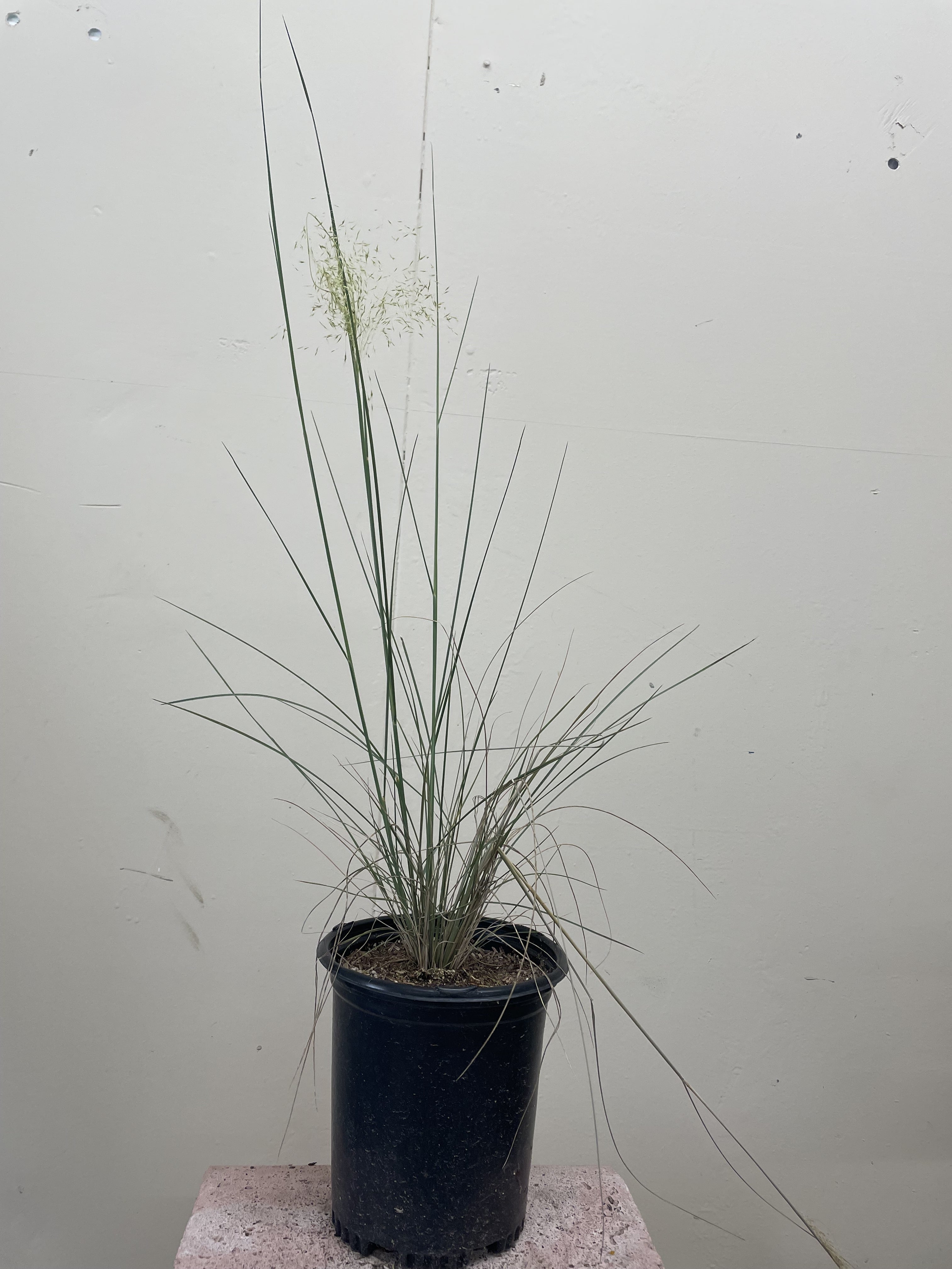 Muhlenbergia capillaris 'White Cloud' – Plant Material