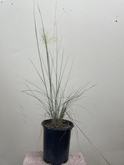 Muhlenbergia capillaris 'White Cloud' 1 Gallong