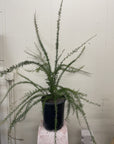Grevillea 'Canberra Gem'