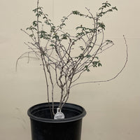 Calliandra eriophylla 5 Gallon