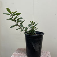 Heteromeles arbutifolia, Toyon 1 Gallon