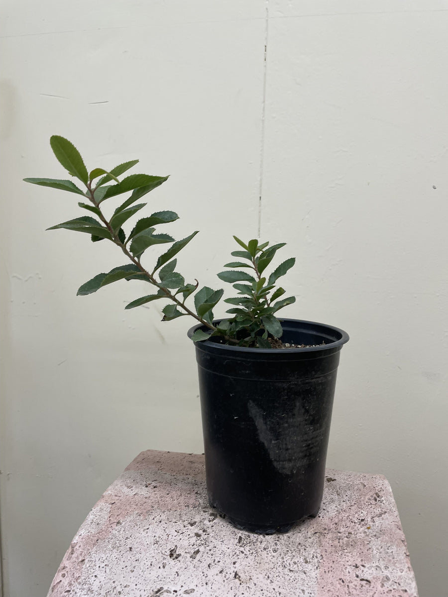 Heteromeles arbutifolia, Toyon 1 Gallon