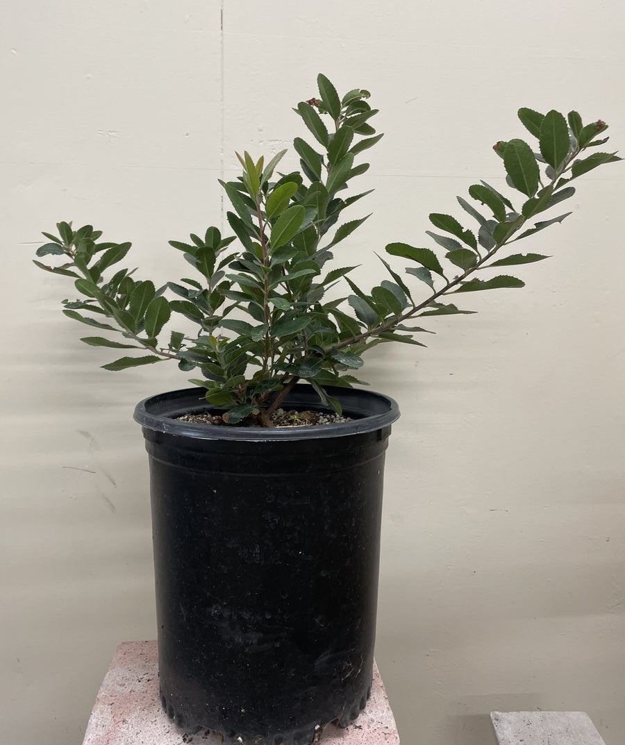 Heteromeles arbutifolia, Toyon 5 Gallon
