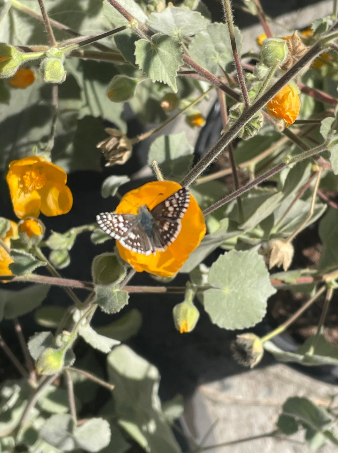 Abutilon palmeri (Palmer’s Mallow)