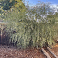 Acacia iteaphylla (Willow Wattle)