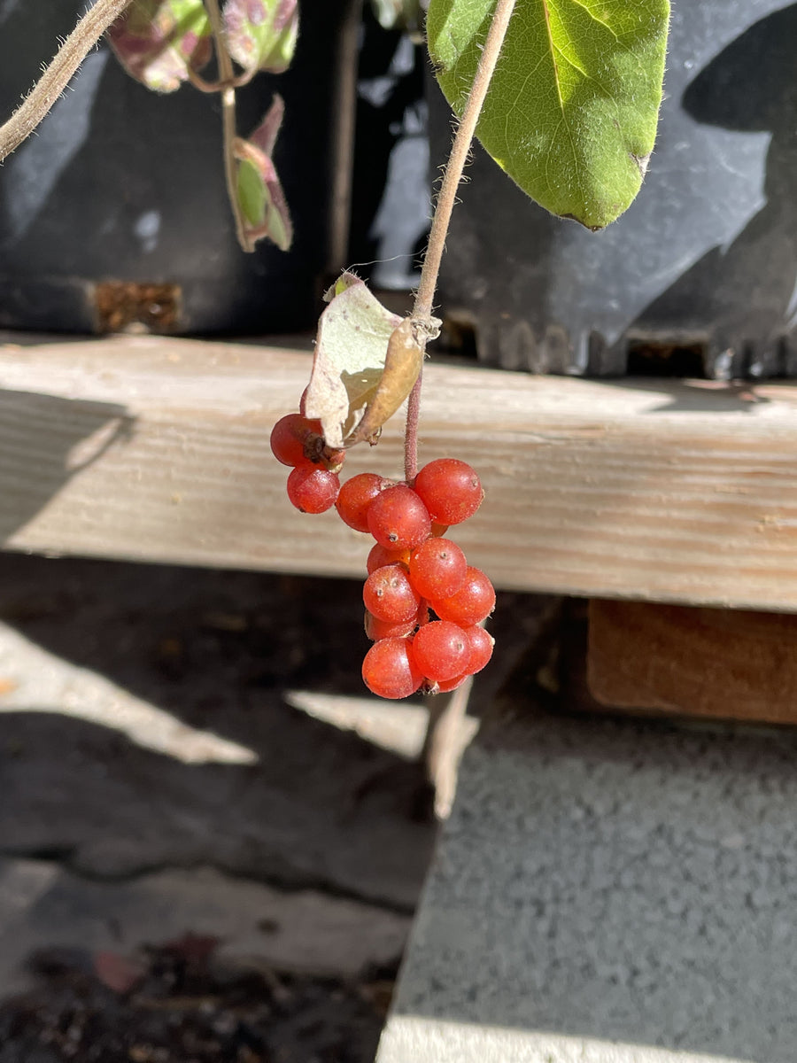 Lonicera hispidula (Hairy Honeysuckle) Berries