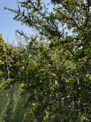 plant material shot