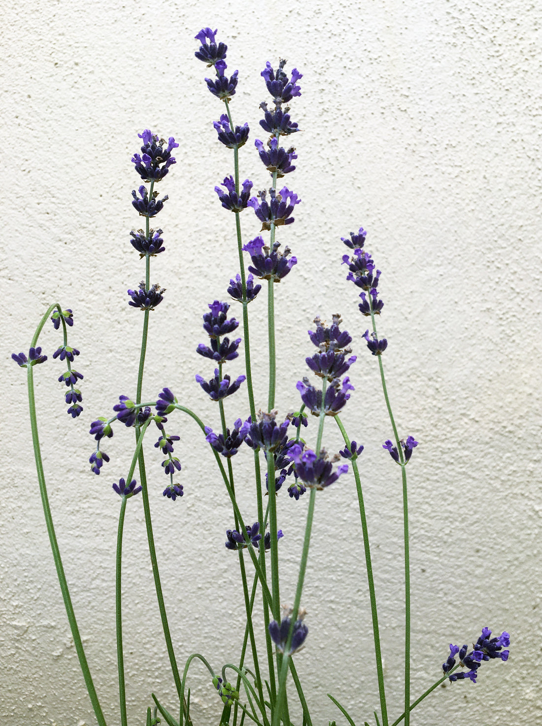 lavender plant suppliers Lavandula angustifolia 'Imperial Gem' – Plant Material