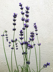 Lavandula angustifolia ‘Imperial Gem’