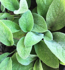 Stachys byzantina 'Helen von Stein'