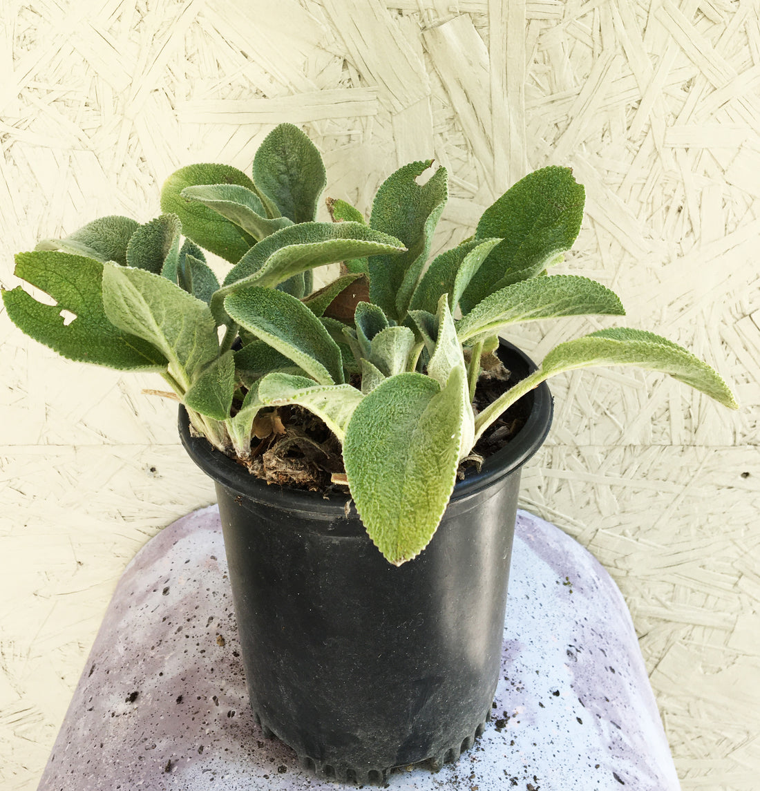 lambs ear succulent Stachys byzantina 'Helen von Stein'