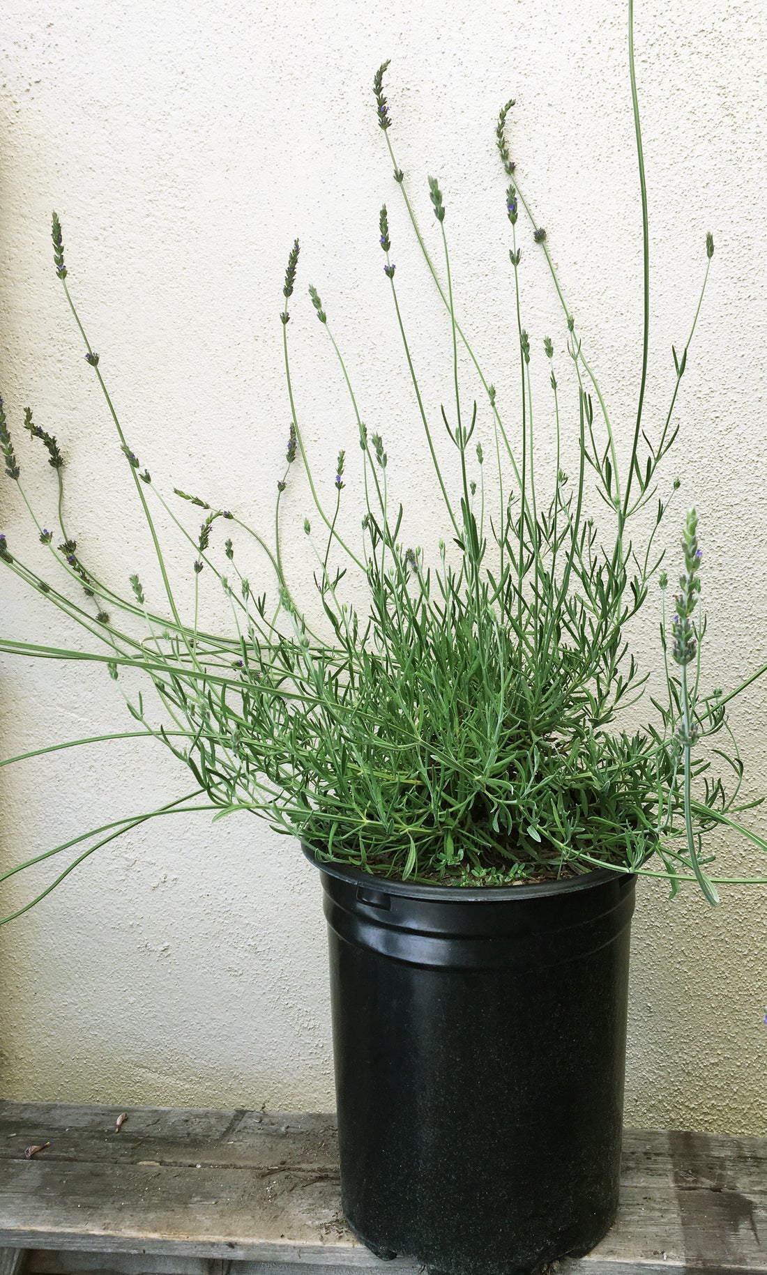 small lavender plant Lavandula X heterophylla