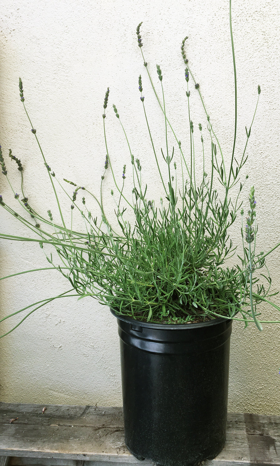 where can i buy white lavender plants Lavandula X heterophylla – Plant Material