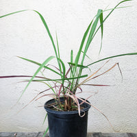 Organic Cymbopogon citratus- Lemongrass