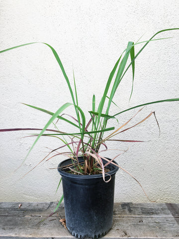Organic Cymbopogon citratus- Lemongrass