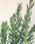 Leucadendron Hawaii Magic