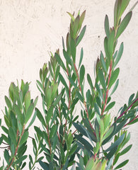 Leucadendron Hawaii Magic