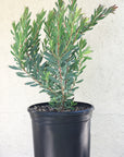 Leucadendron Hawaii Magic