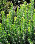 Leucadendron galpinii