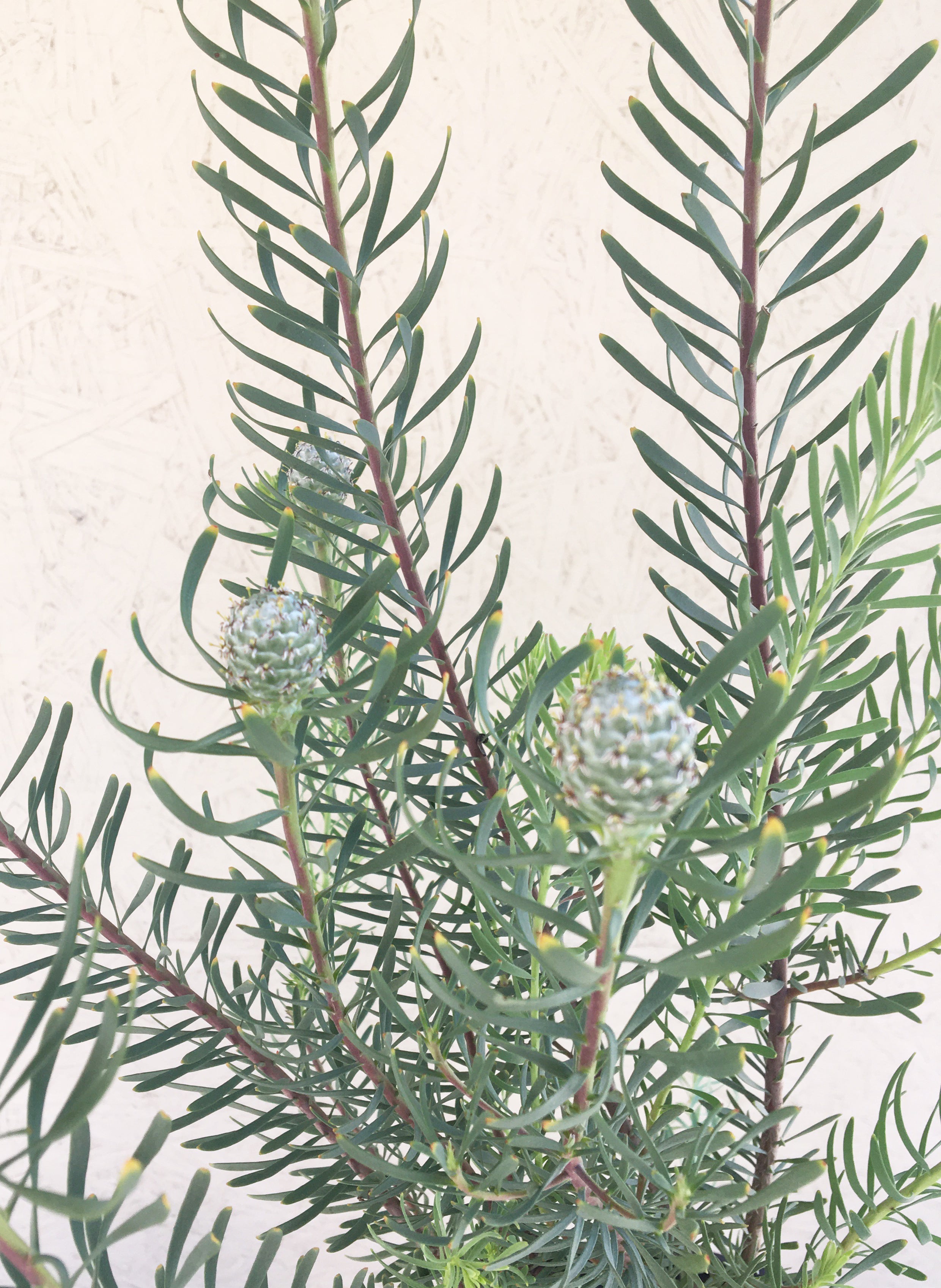 Leucadendron galpinii