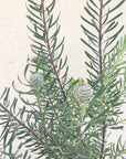 Leucadendron galpinii
