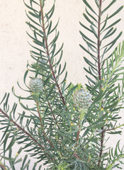 Leucadendron galpinii