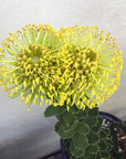 Leucospermum High Gold