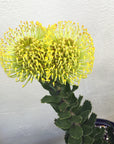 Leucospermum High Gold