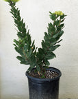 Leucospermum High Gold