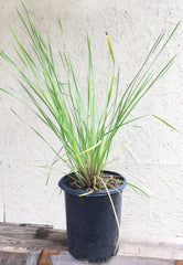 Lomandra longifolia ‘Nyalla’ , Nyalla Mat Rush
