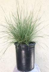 Muhlenbergia dubia, Pine Muhly 5 Gallon