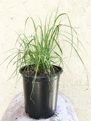 Muhlenbergia rigens, Deer Grass 1 Gallon