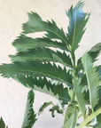 Melianthus major
