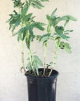 Melianthus major