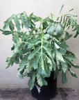 Melianthus major