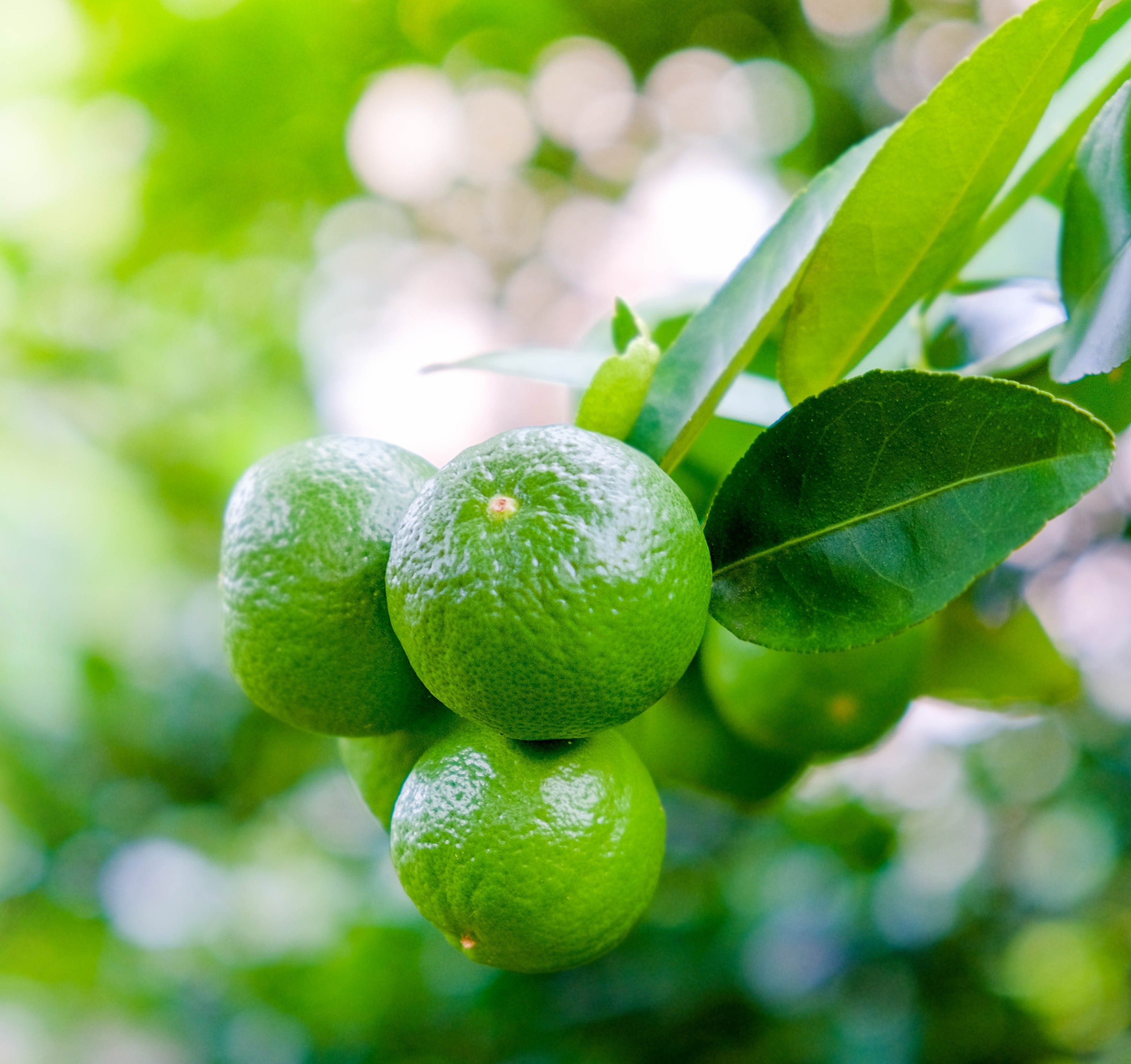 Mexican Lime Tree