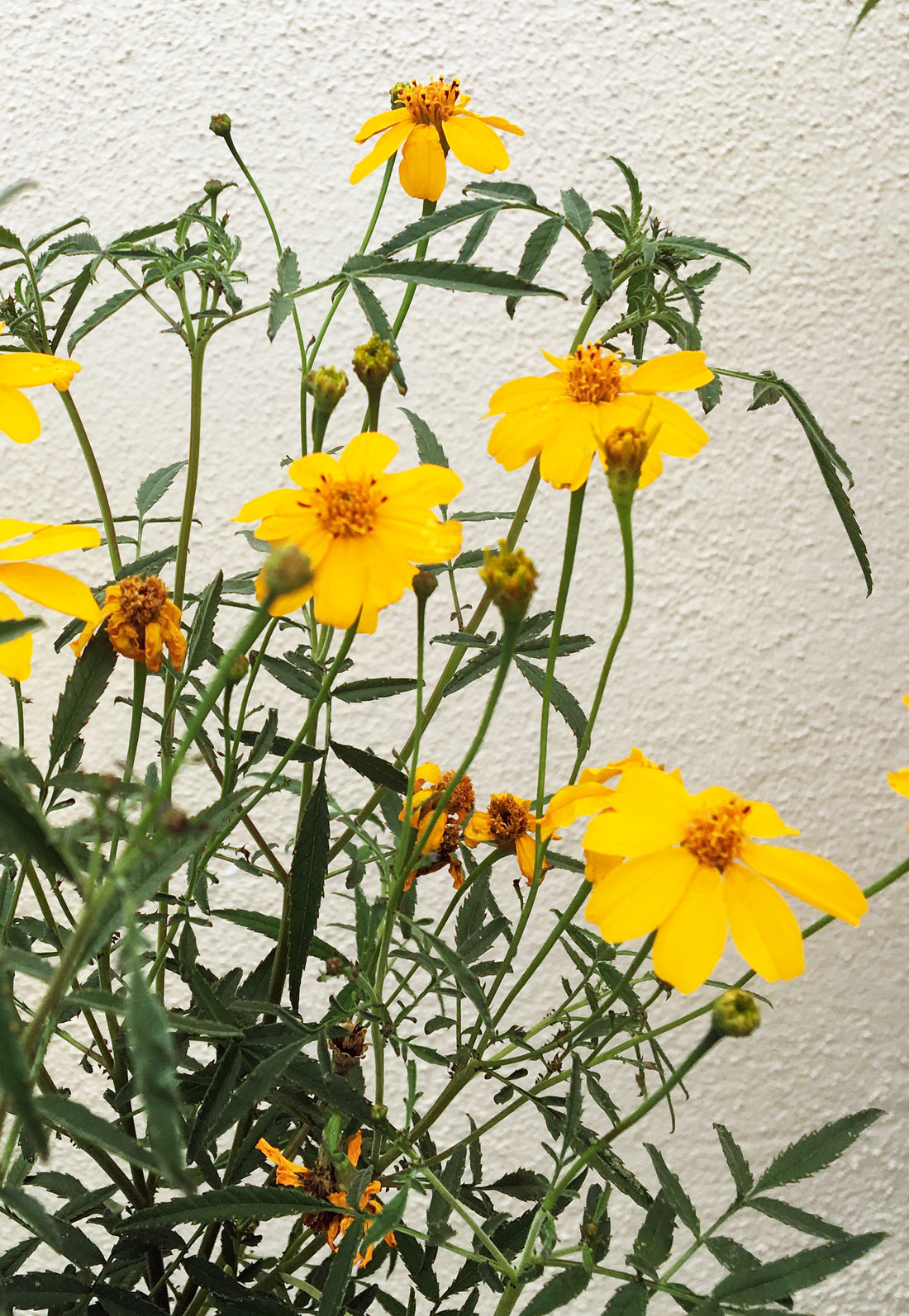 mexican marigold seed Tagetes lemmonii (Mexican Marigold)