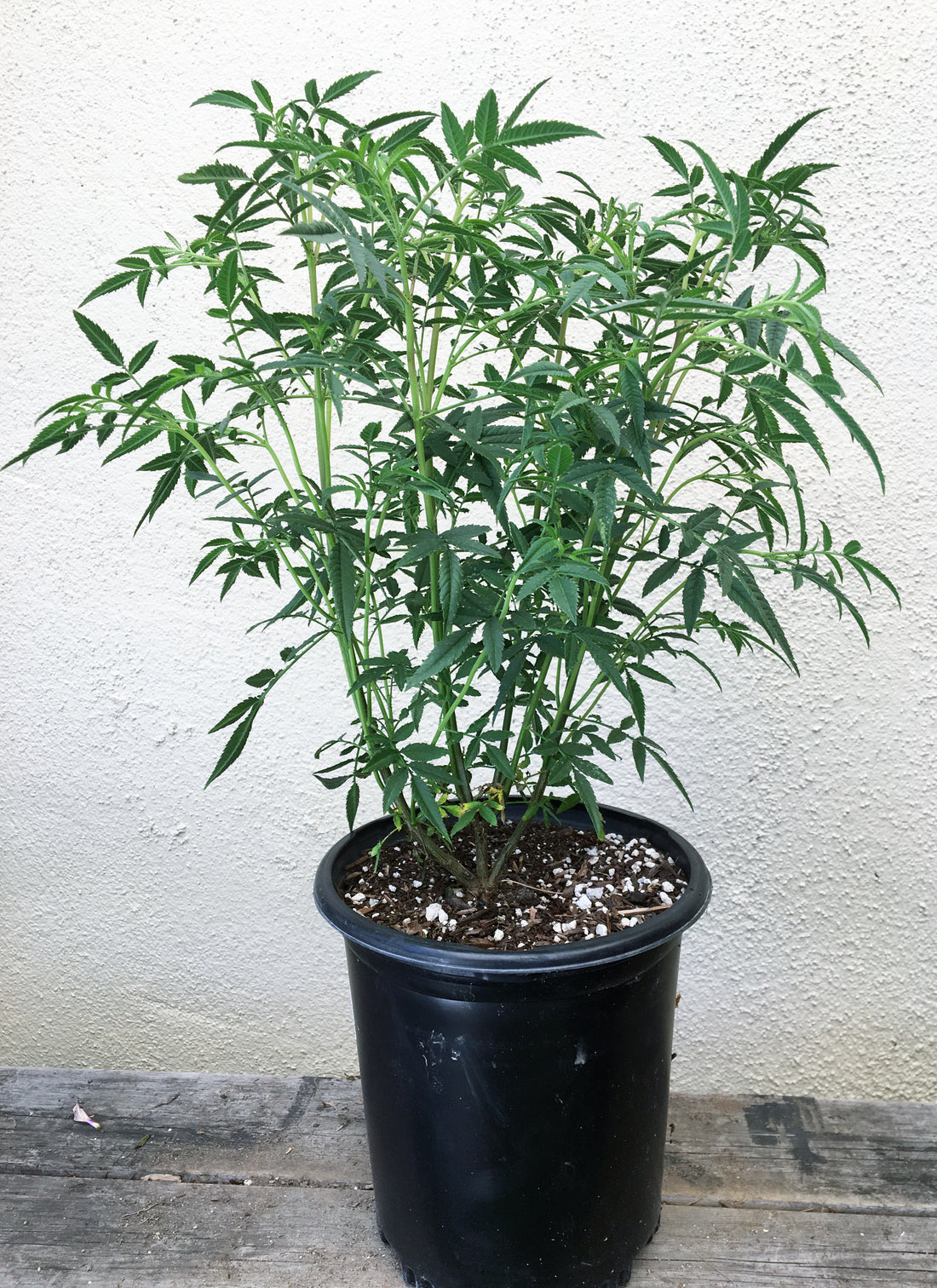 potted marigold plants for sale Tagetes lemmonii (Mexican Marigold) – Plant Material
