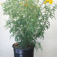 Tagetes lemmonii (Mexican Marigold)