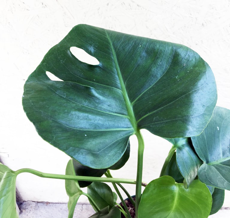 Monstera deliciosa, Split leaf