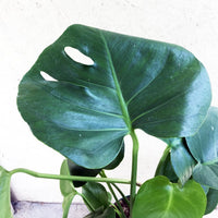 Monstera deliciosa, Split leaf