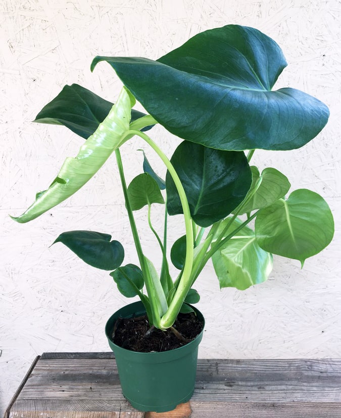 Monstera deliciosa, Split leaf new leaf