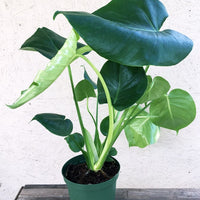 Monstera deliciosa, Split leaf new leaf