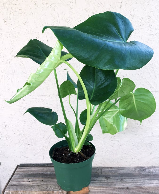 monstera deliciosa purchase Monstera deliciosa, Split leaf – Plant Material