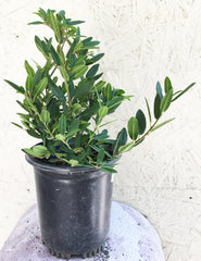 Frangula cal. 'Mound San Bruno' (coffeeberry) 5 Gallon