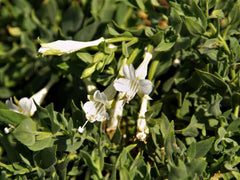 Epilobium (Zauschneria) c. 'Summer Snow'