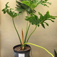 Philodendron selloum