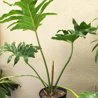 Philodendron selloum