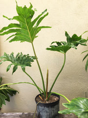 Philodendron selloum